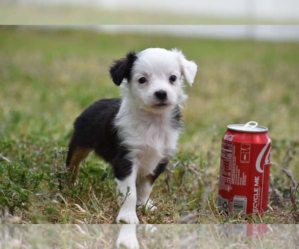 Medium Photo #6 Miniature Australian Shepherd Puppy For Sale in PALM COAST, FL, USA