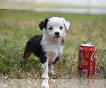 Small Photo #6 Miniature Australian Shepherd Puppy For Sale in PALM COAST, FL, USA