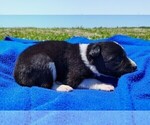 Small Photo #90 Border Collie Puppy For Sale in NORBORNE, MO, USA