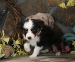 Small #3 Australian Shepherd