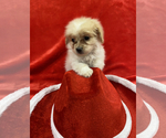 Small Photo #5 Dameranian Puppy For Sale in ACTON, CA, USA