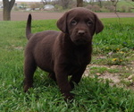Puppy Waylon Labrador Retriever