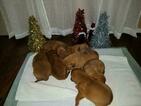 Small Photo #5 Dogue de Bordeaux Puppy For Sale in DIABLO GRANDE, CA, USA