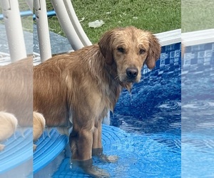 Father of the Golden Retriever puppies born on 08/23/2025