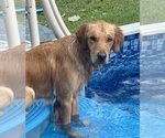Small Photo #1 Golden Retriever Puppy For Sale in OCALA, FL, USA
