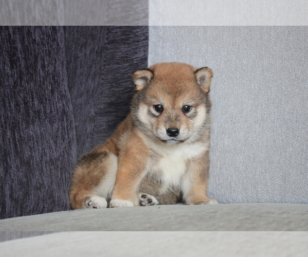 Medium Photo #8 Shiba Inu Puppy For Sale in BEVERLY HILLS, CA, USA