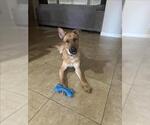 Small #3 Rhodesian Ridgeback Mix