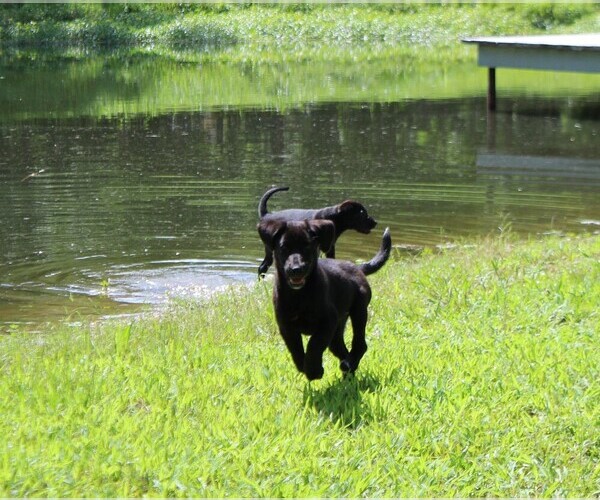 Medium Photo #5 Labrador Retriever-Mutt Mix Puppy For Sale in LOVELADY, TX, USA