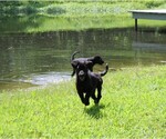 Small #4 Labrador Retriever-Mutt Mix