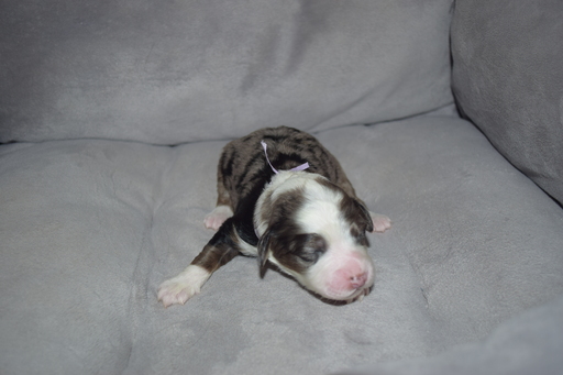 Medium Photo #2 Aussiedoodle Puppy For Sale in DOUGLASVILLE, GA, USA