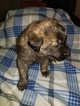 Small Photo #15 Golden Shepherd Puppy For Sale in WAUSEON, OH, USA