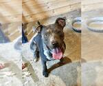 JACK - Male American Staffordshire Terrier-Unknown Mix Dog for Adoption - Small photo