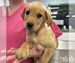 Small Labrador Retriever Mix