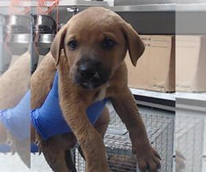 American Pit Bull Terrier-Unknown Mix Dogs for adoption in Pasadena, TX, USA