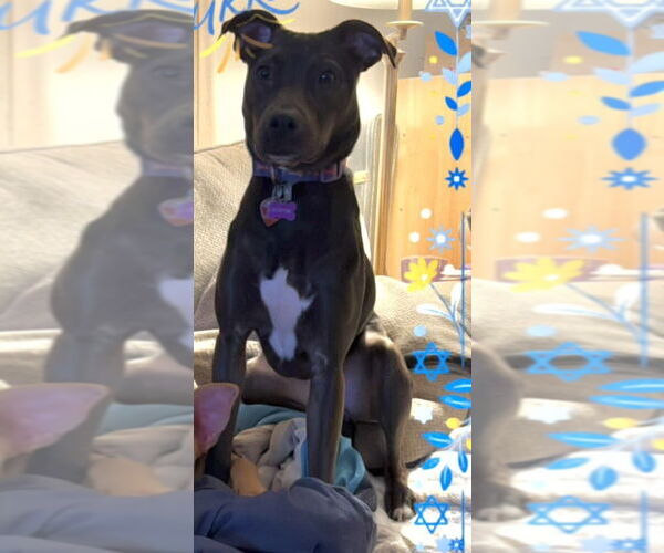 Medium Photo #5 American Pit Bull Terrier-Unknown Mix Puppy For Sale in New York, NY, USA