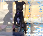 Small #4 American Pit Bull Terrier Mix