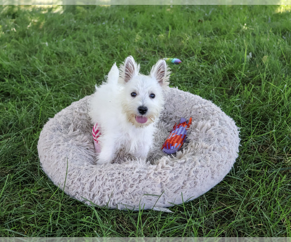 Medium Photo #6 West Highland White Terrier Puppy For Sale in SYRACUSE, IN, USA