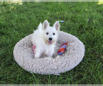 Small #5 West Highland White Terrier