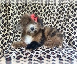 Small #2 ShihPoo