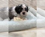 Small #4 Poodle (Miniature)-Zuchon Mix