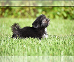 Small #6 Shih Tzu