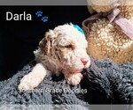 Small Photo #90 Goldendoodle (Miniature) Puppy For Sale in GASTONIA, NC, USA