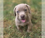 Small Photo #4 Labrador Retriever-Unknown Mix Puppy For Sale in McKinney, TX, USA