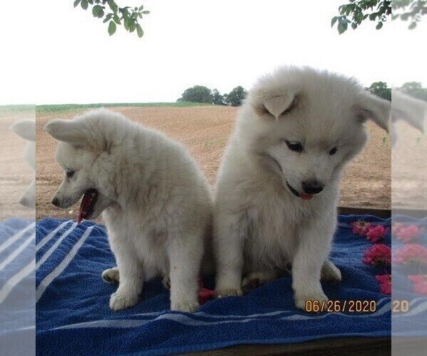 Medium Photo #3 Siberian Husky-Standard Spitz Mix Puppy For Sale in WILLIAMSPORT, MD, USA
