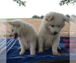 Small Photo #3 Siberian Husky-Standard Spitz Mix Puppy For Sale in WILLIAMSPORT, MD, USA