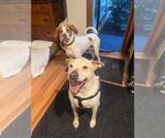 Small #5 Labrador Retriever Mix