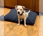 Small Photo #9 Boxador Puppy For Sale in Rockaway, NJ, USA