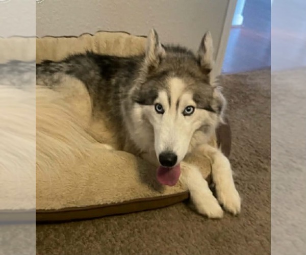 Medium Photo #2 Siberian Husky Puppy For Sale in Scottsboro, AL, USA