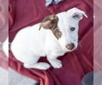 Small #14 Jack Russell Terrier Mix