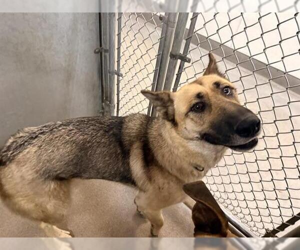 Medium Photo #1 German Shepherd Dog-Unknown Mix Puppy For Sale in HESPERIA, CA, USA