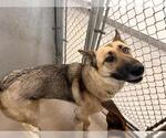Small German Shepherd Dog Mix