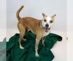 Small #4 Jack Russell Terrier Mix
