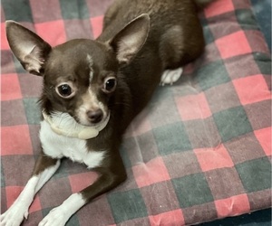 Chihuahua Puppy for sale in TOMBALL, TX, USA
