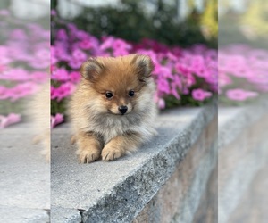 Pomeranian Puppy for sale in CANOGA, NY, USA