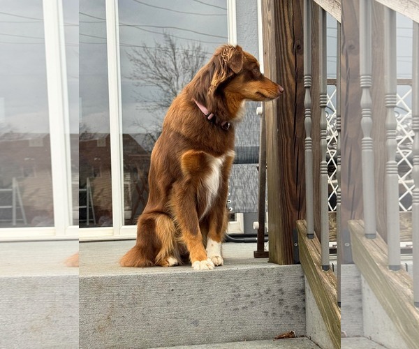Medium Photo #4 Australian Shepherd Puppy For Sale in Overland Park, KS, USA