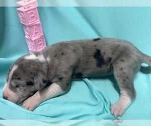 Great Dane Puppy for sale in MARSHVILLE, NC, USA