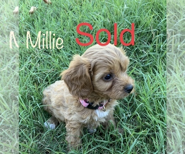Medium Photo #6 Cavapoo Puppy For Sale in HARRISON, AR, USA