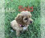 Small Photo #6 Cavapoo Puppy For Sale in HARRISON, AR, USA