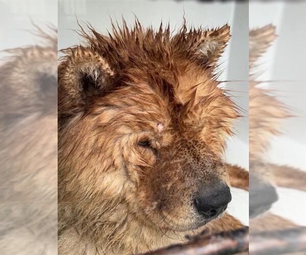 Medium Photo #1 Chow Chow Puppy For Sale in Houston, TX, USA