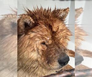 Chow Chow Dogs for adoption in Houston, TX, USA