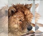 A663002 - Female Chow Chow Dog for Adoption - Small photo