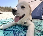 Small German Shepherd Dog-Great Pyrenees Mix