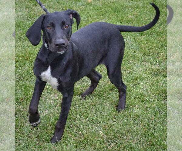 Medium Photo #2 Coonhound-Unknown Mix Puppy For Sale in Huntley, IL, USA
