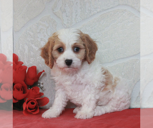Medium Photo #3 Cavachon Puppy For Sale in GORDONVILLE, PA, USA