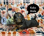 Small Photo #2 Dachshund Puppy For Sale in MODESTO, CA, USA