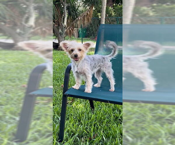 Medium Photo #3 Poodle (Toy)-Unknown Mix Puppy For Sale in Weston, FL, USA
